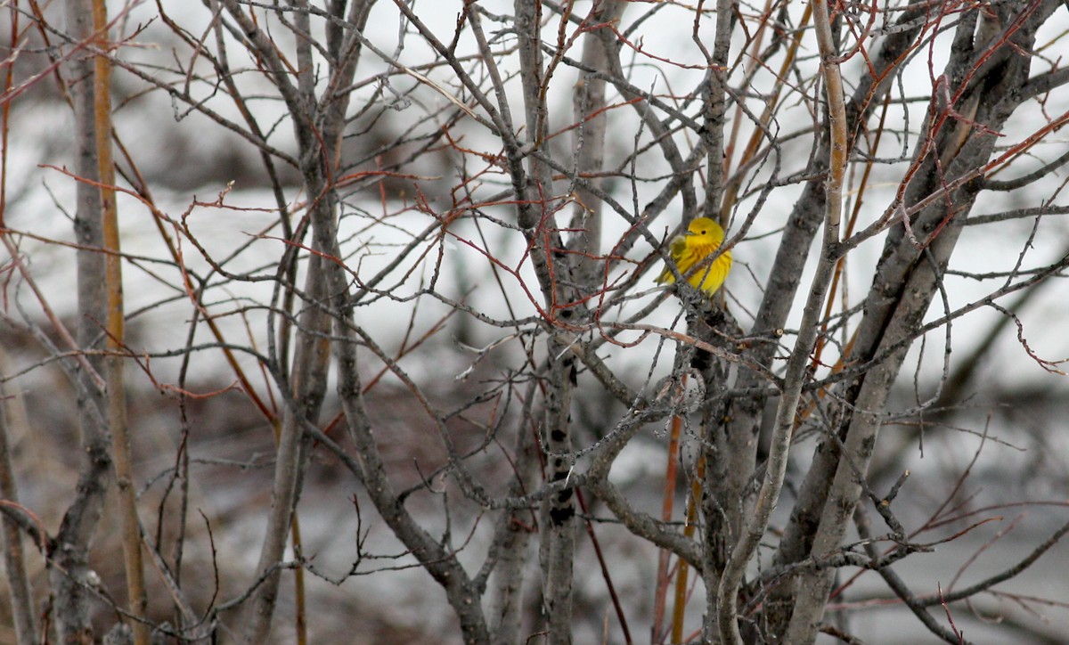 Yellow Warbler (Northern) - ML53768471