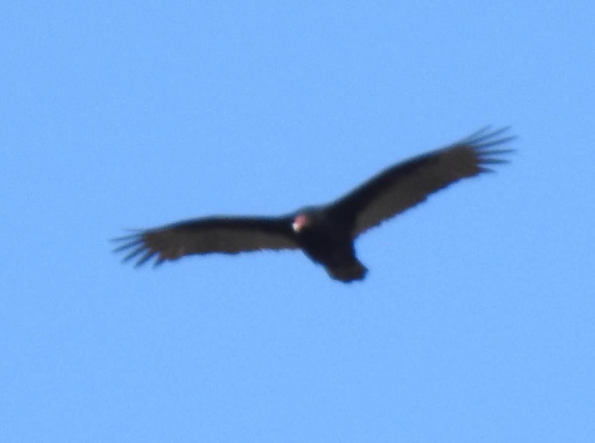 Turkey Vulture - ML537687131