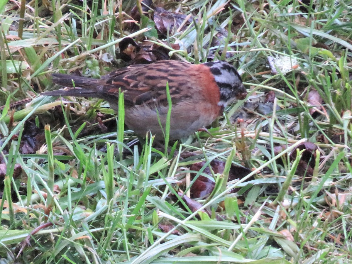 Rufous-collared Sparrow - Alan Morris