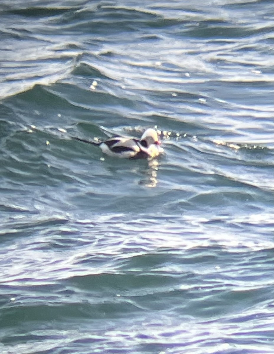 Long-tailed Duck - ML537691021