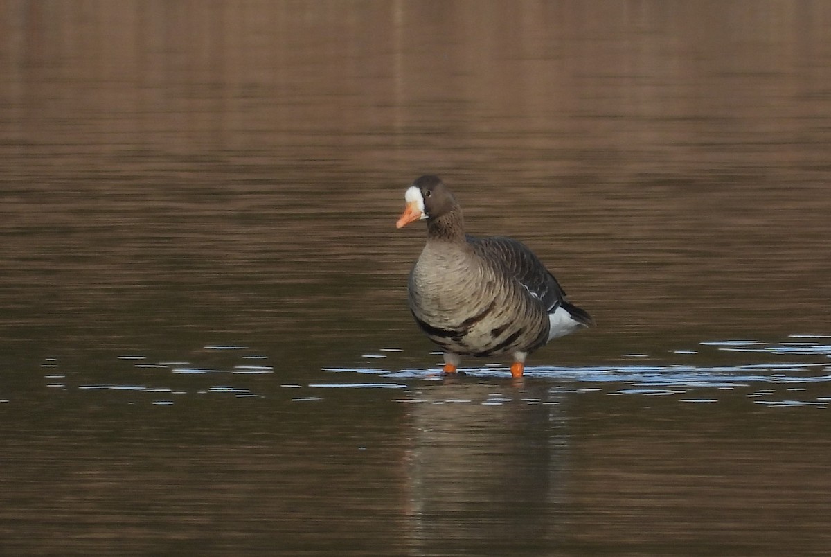 Greater White-fronted Goose - ML537691411