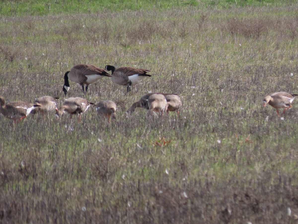 Greater White-fronted Goose - ML537692261