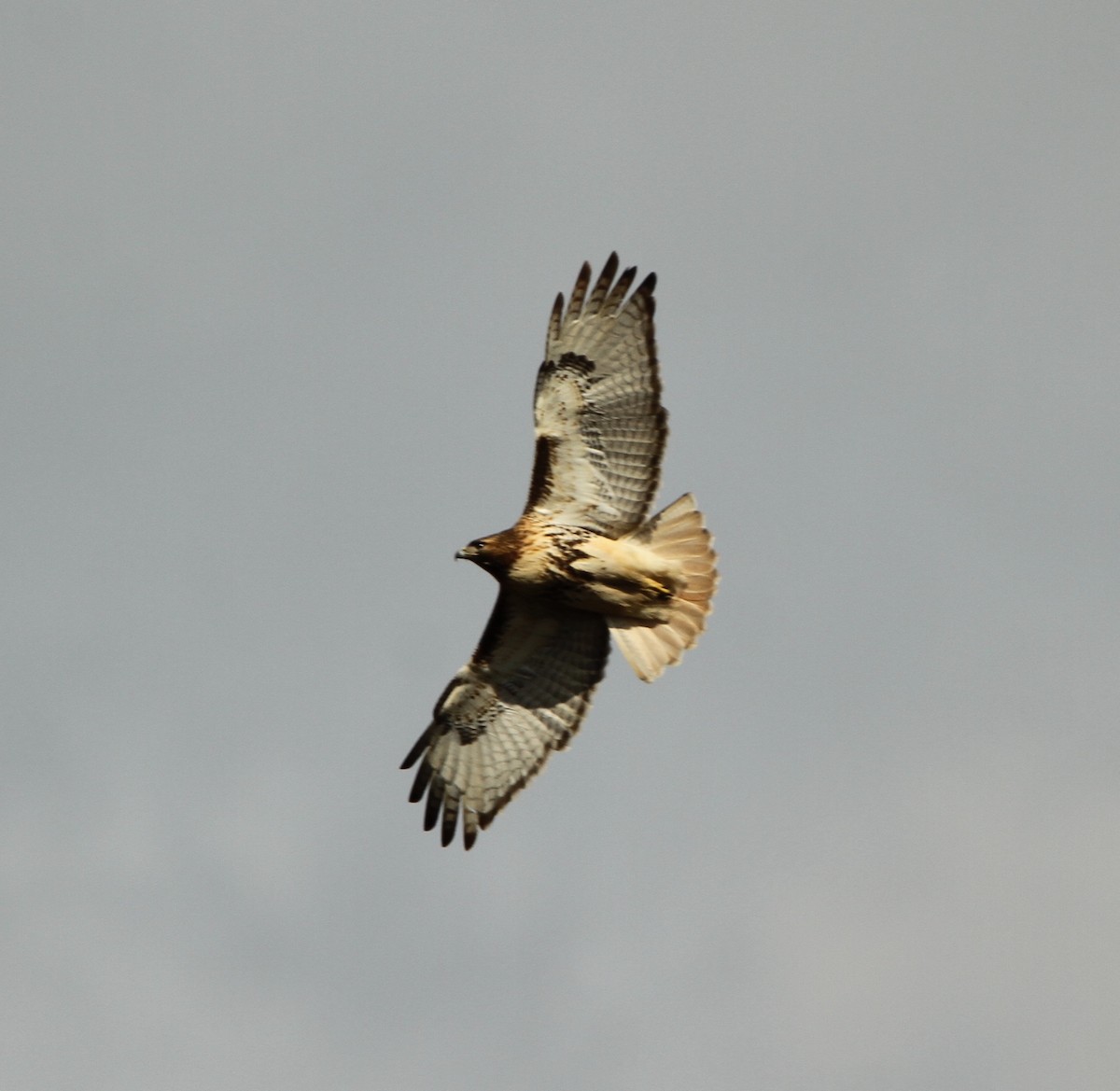 Red-tailed Hawk - ML537696431