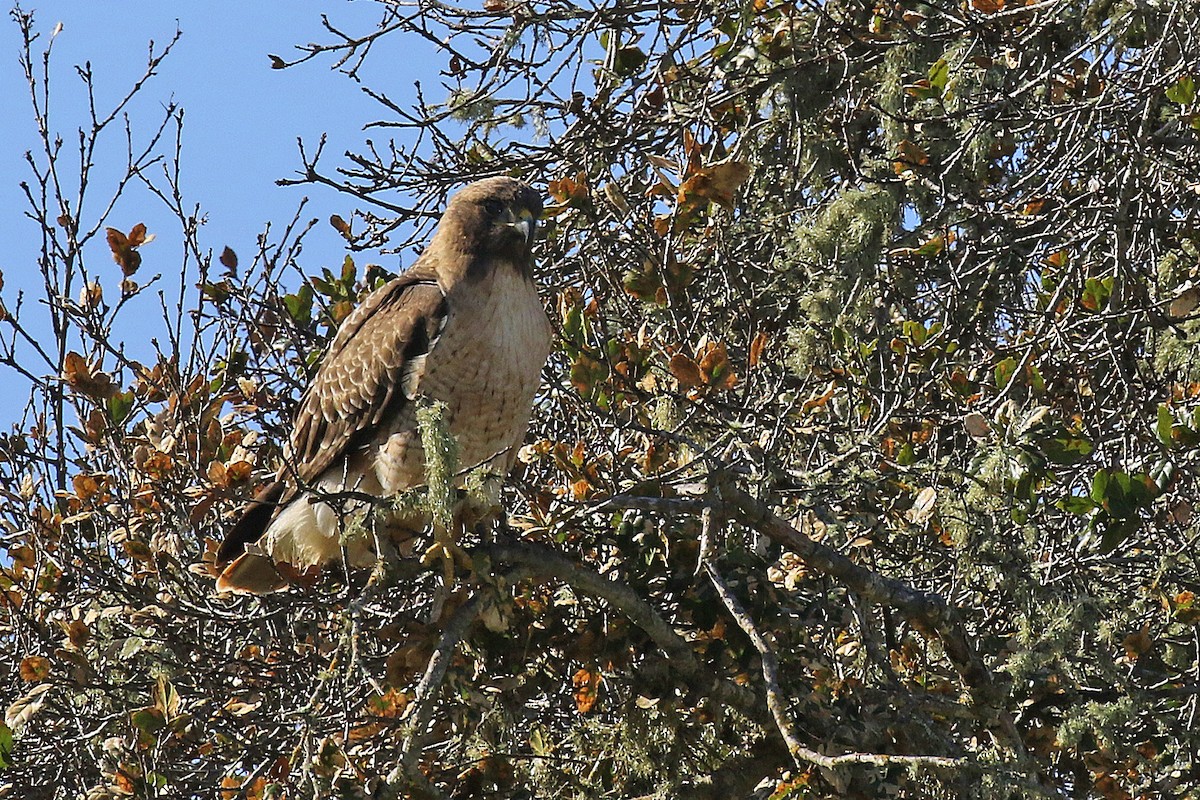 Great Backyard Bird Count Checklist 20 Feb 2023 Toro Park 37 species