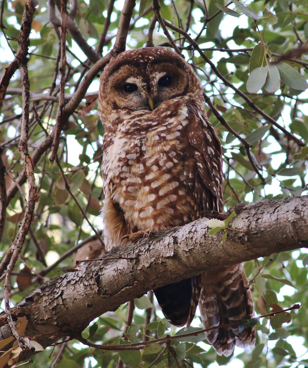 Spotted Owl - Tom Benson