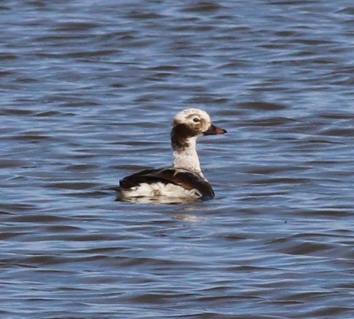 Long-tailed Duck - Tom Benson