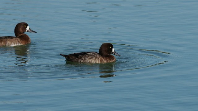 Greater Scaup - ML537702761