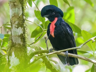  - Bare-necked Umbrellabird