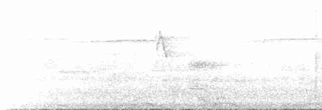 Oriole Whistler - ML537704