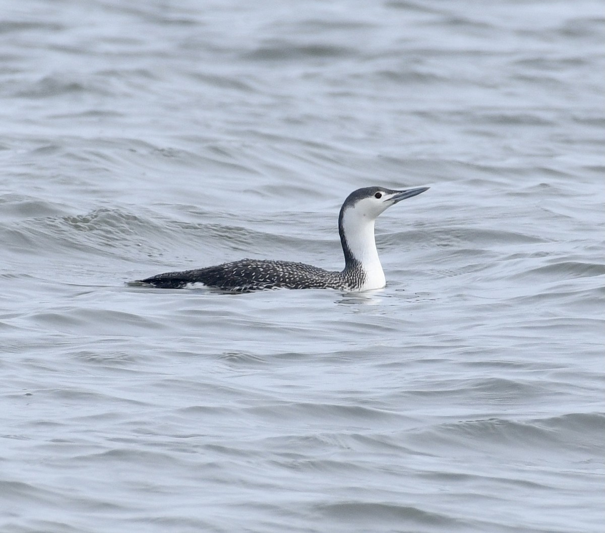 Red-throated Loon - Greg Hudson
