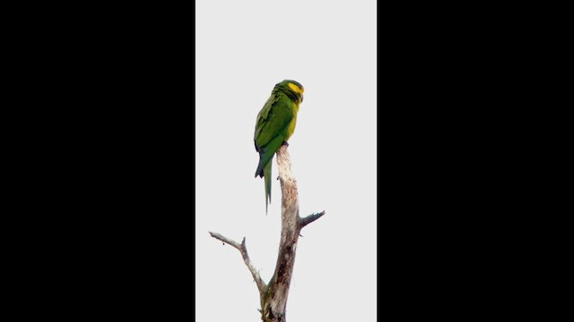Yellow-eared Parrot - ML537709151