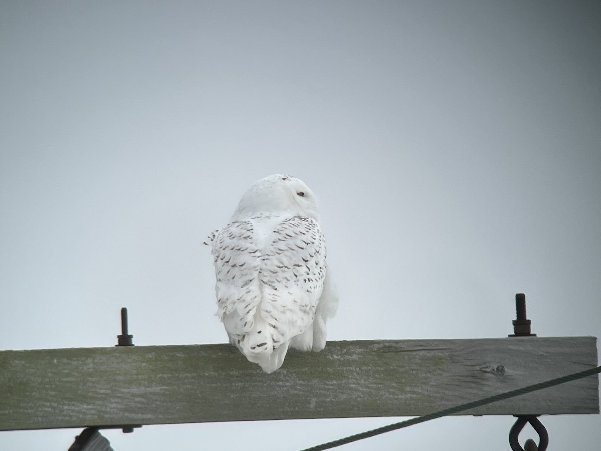Snowy Owl - ML537711761