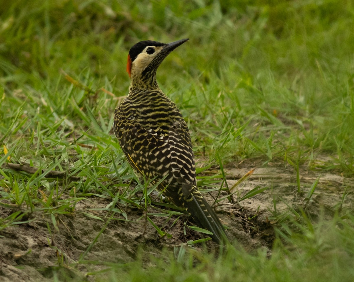 Green-barred Woodpecker - Marcelo  Fernandes