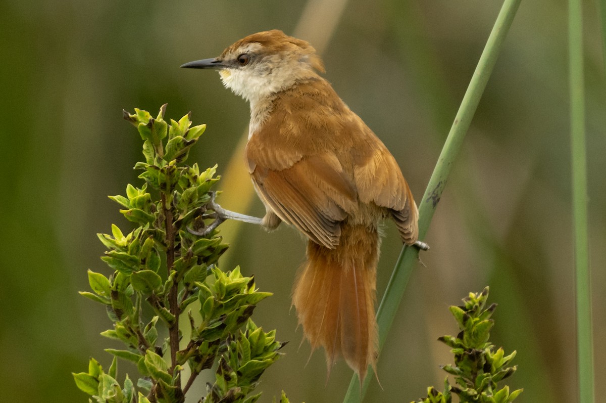 Yellow-chinned Spinetail - ML537716011