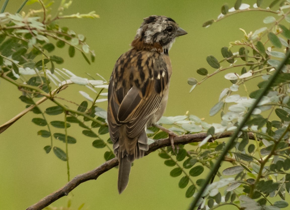 Rufous-collared Sparrow - ML537716731