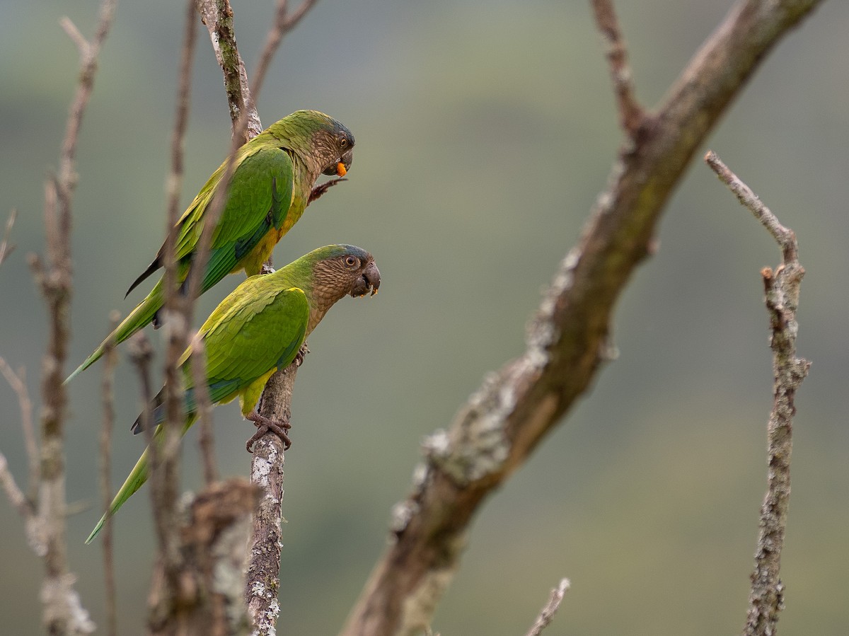 Brown-throated Parakeet - Mollee Brown