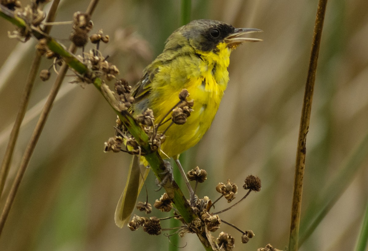 Southern Yellowthroat - Marcelo  Fernandes