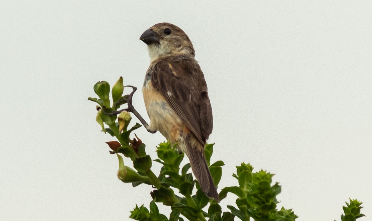 Rusty-collared Seedeater - ML537717601