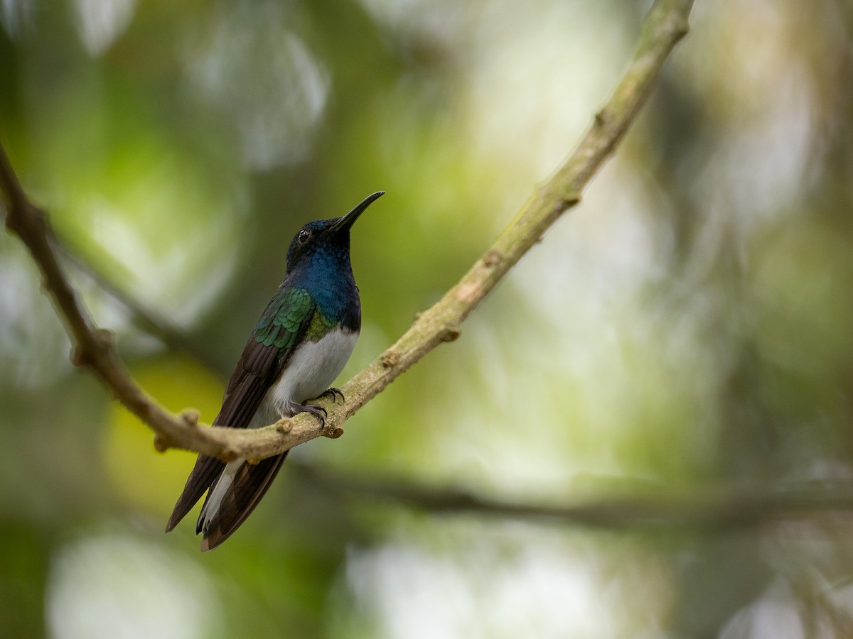 White-necked Jacobin - Mollee Brown