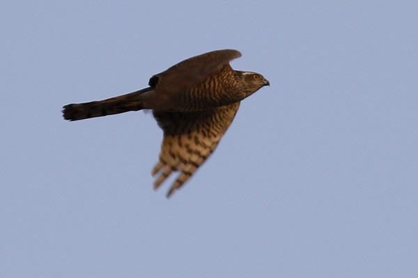 Eurasian Sparrowhawk - Ted Keyel