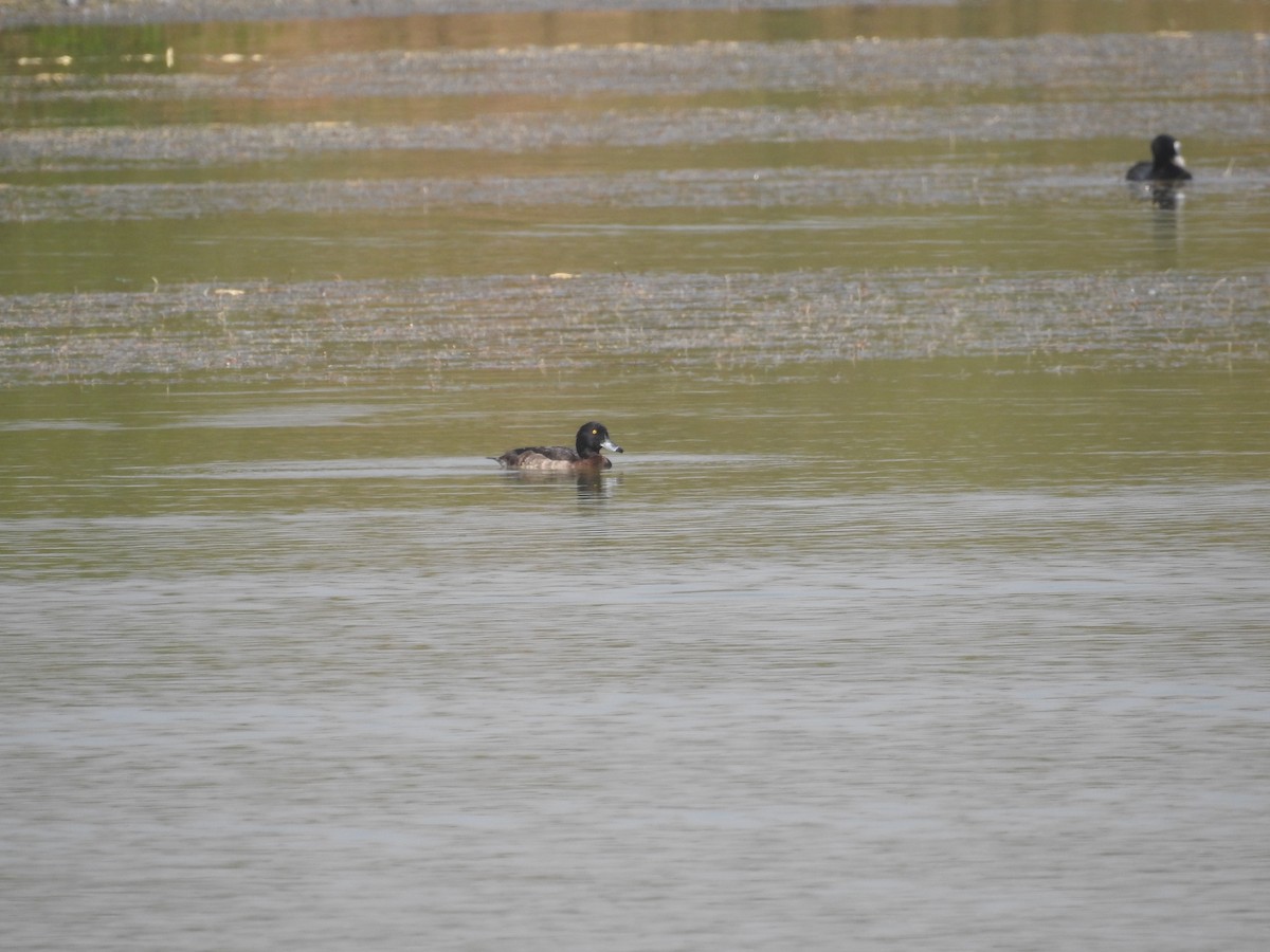 Tufted Duck - ML537726141