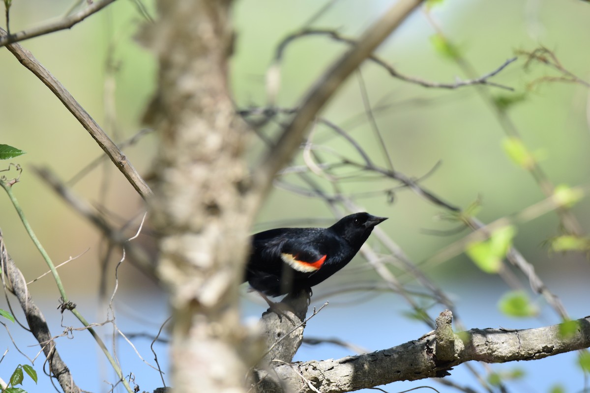 Red-winged Blackbird - Lisa Tucci