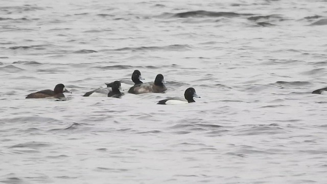 Greater Scaup - ML537733871