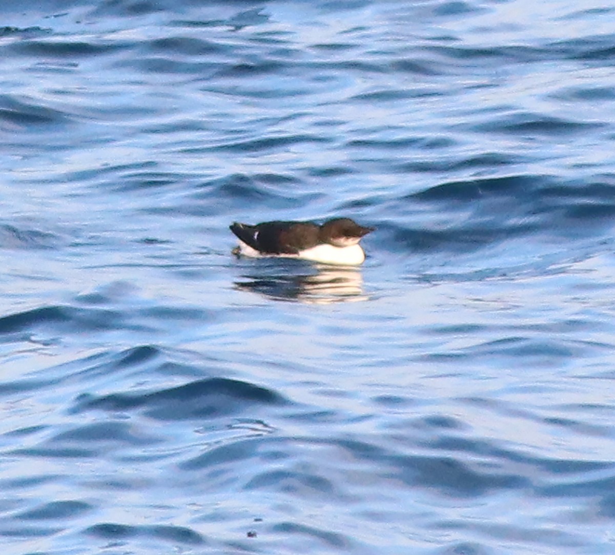 Thick-billed Murre - ML537738011
