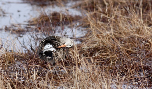 Bird preening. - Hudsonian Godwit - 