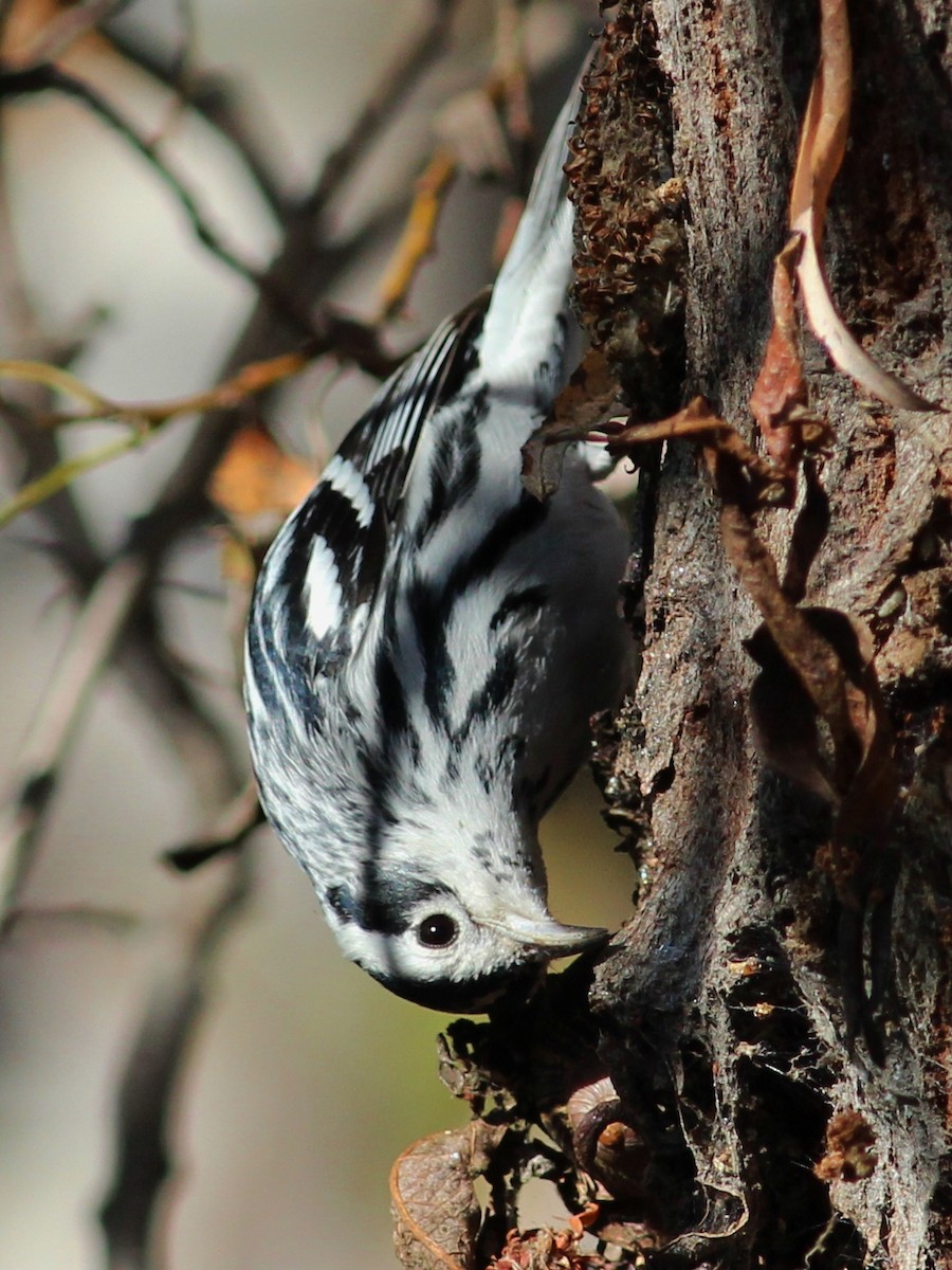 Black-and-white Warbler - ML53774821