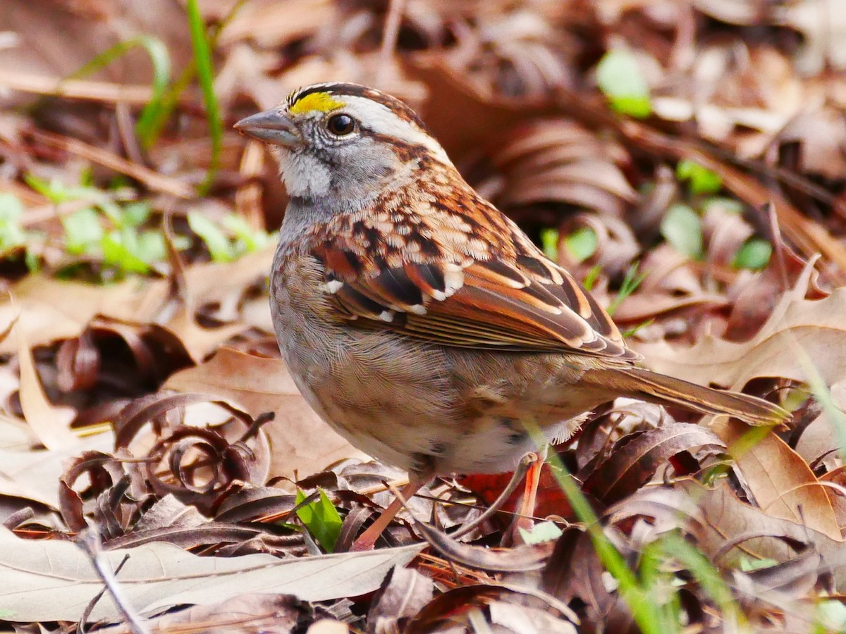 White-throated Sparrow - Aaron Hammer