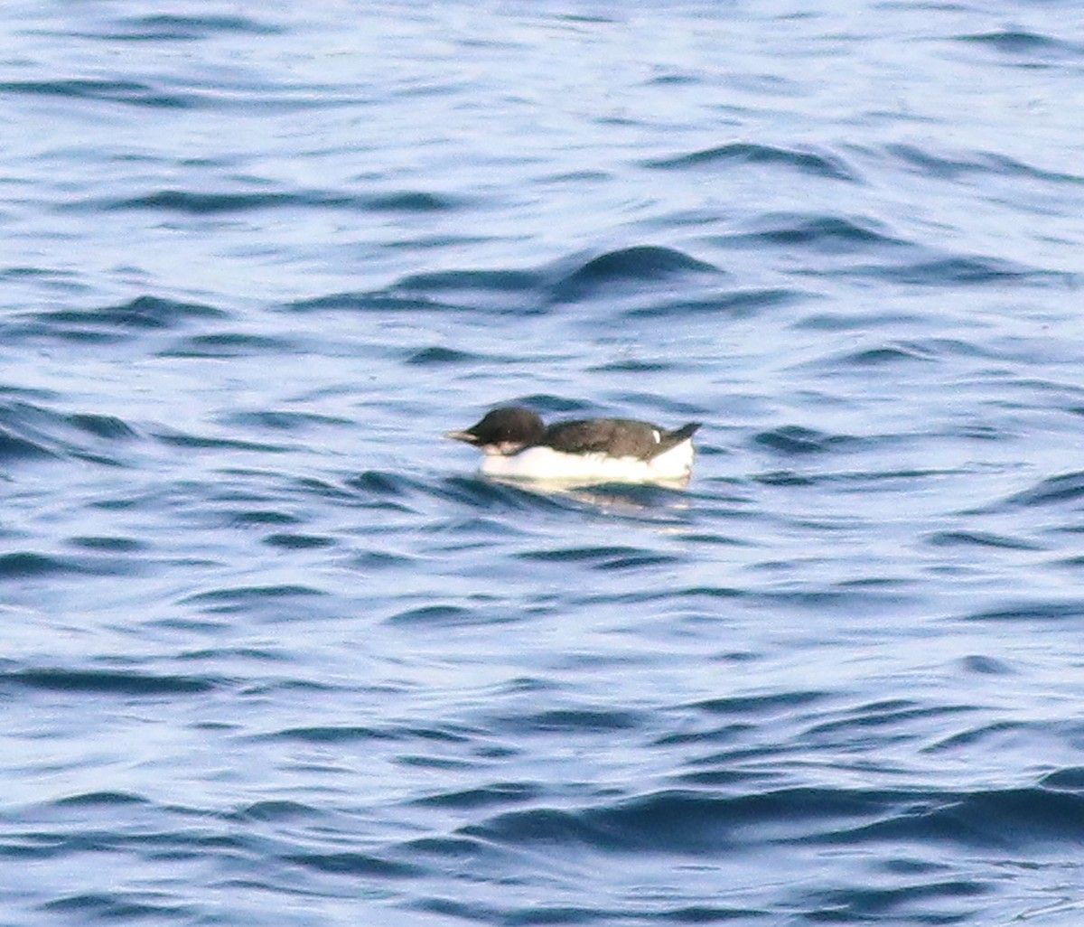 Thick-billed Murre - ML537755741