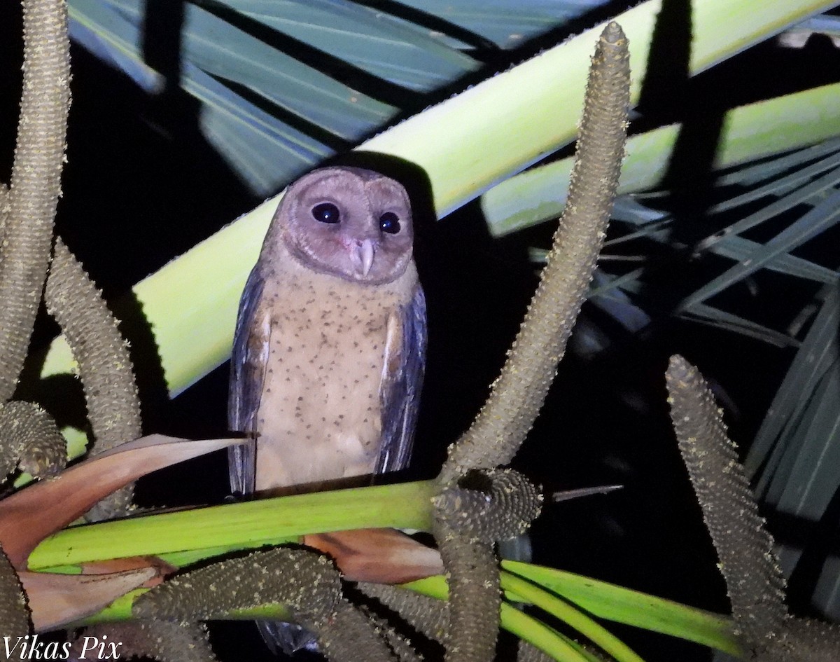 Andaman Masked-Owl - ML537756881
