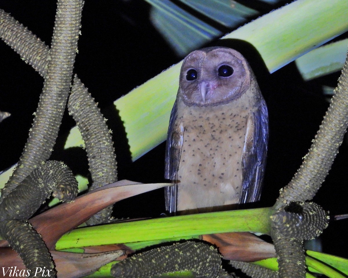 Andaman Masked-Owl - ML537756901