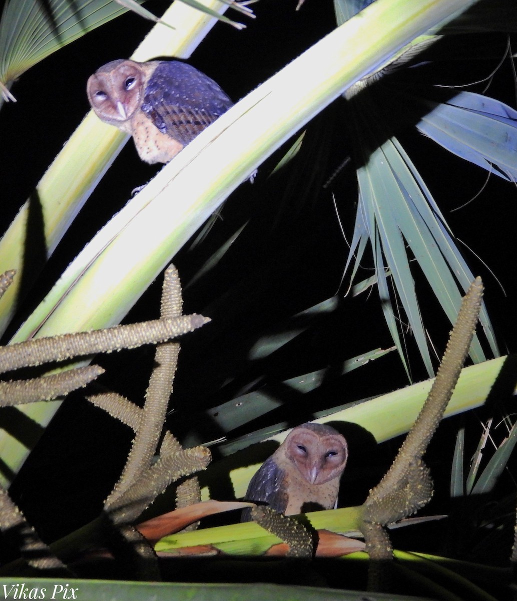 Andaman Masked-Owl - ML537756911
