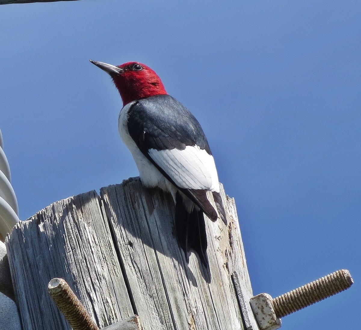 Red-headed Woodpecker - Robin Diaz