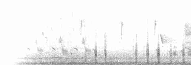  - Pacific Black Duck