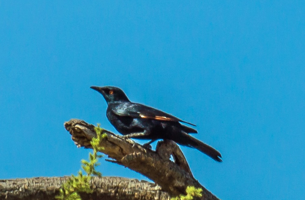 Pale-winged Starling - ML537762271