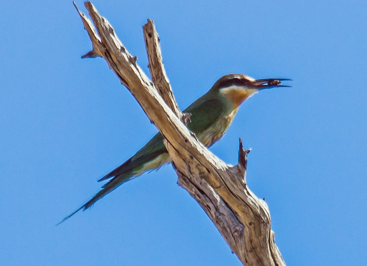 Madagascar Bee-eater - Russell Scott