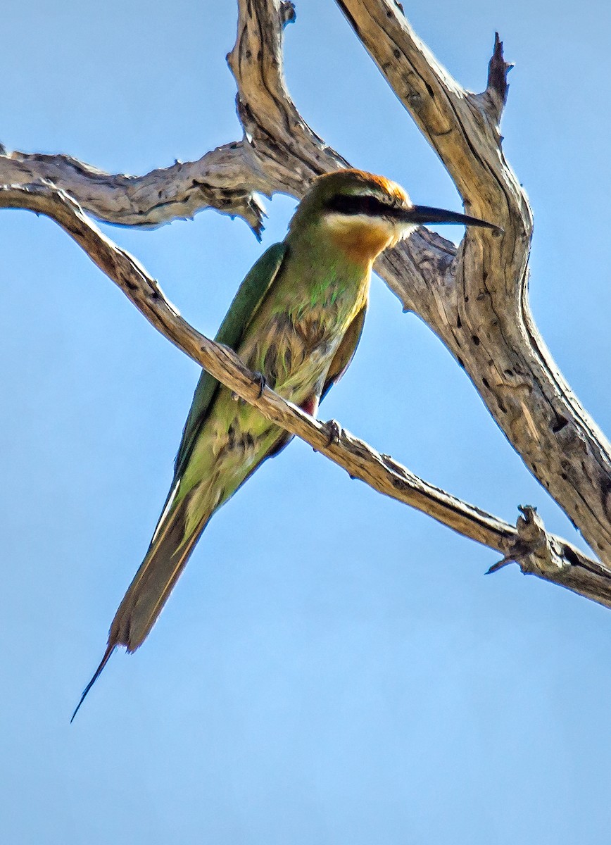 Madagascar Bee-eater - Russell Scott