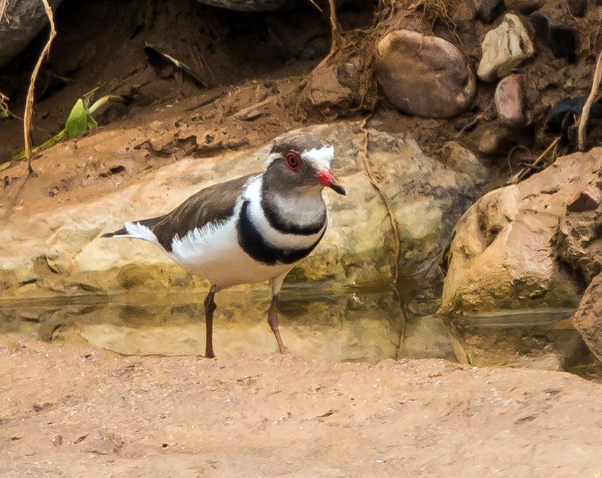 Three-banded Plover - ML537762651