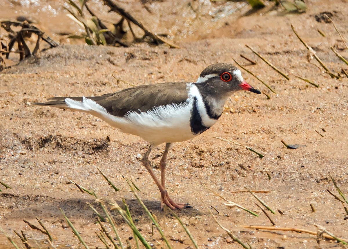 Three-banded Plover - ML537762671
