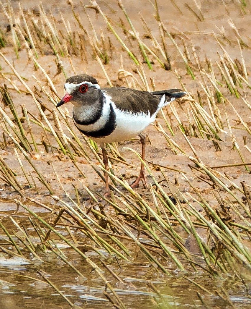Three-banded Plover - ML537762691
