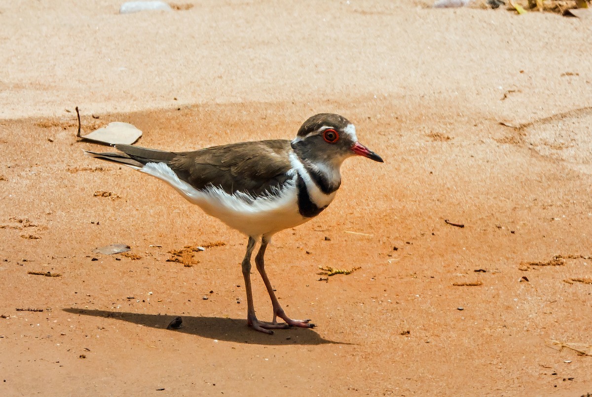 Three-banded Plover - ML537762731
