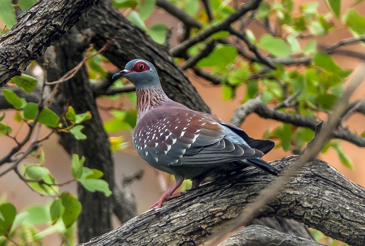 Speckled Pigeon - Russell Scott