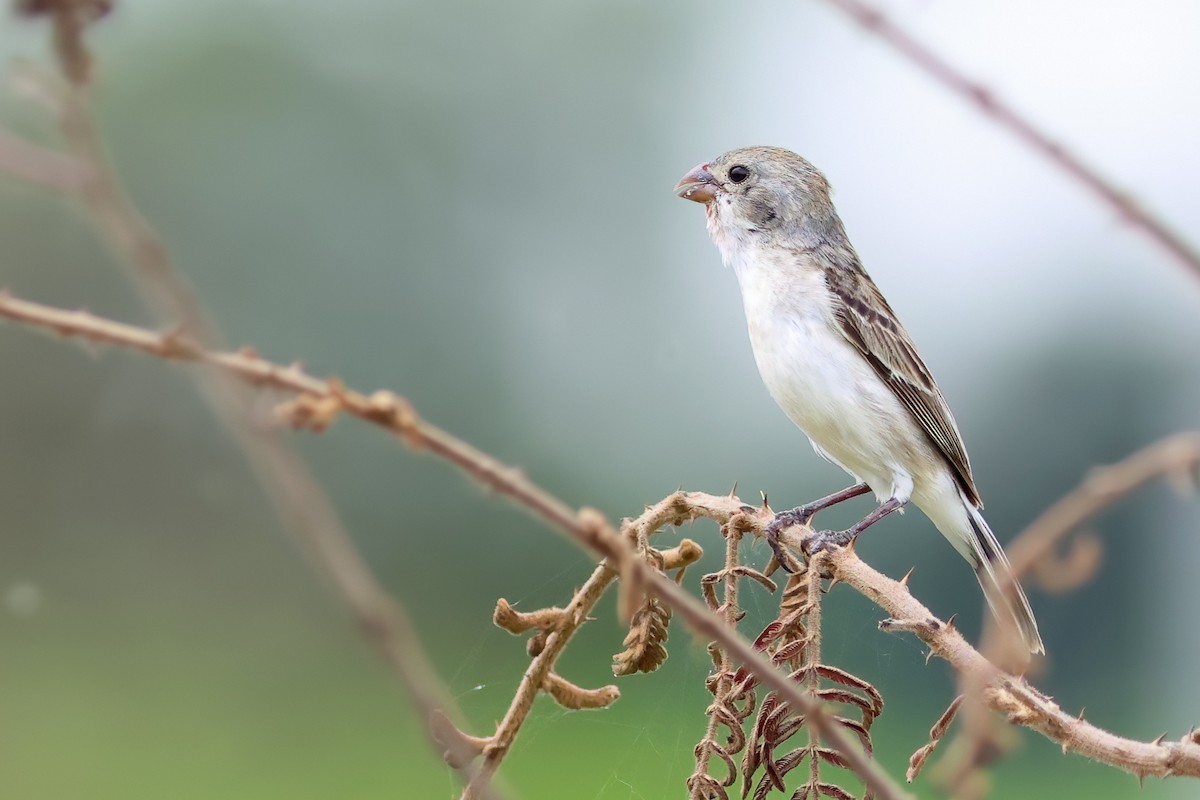 Chestnut-throated Seedeater - ML537765101