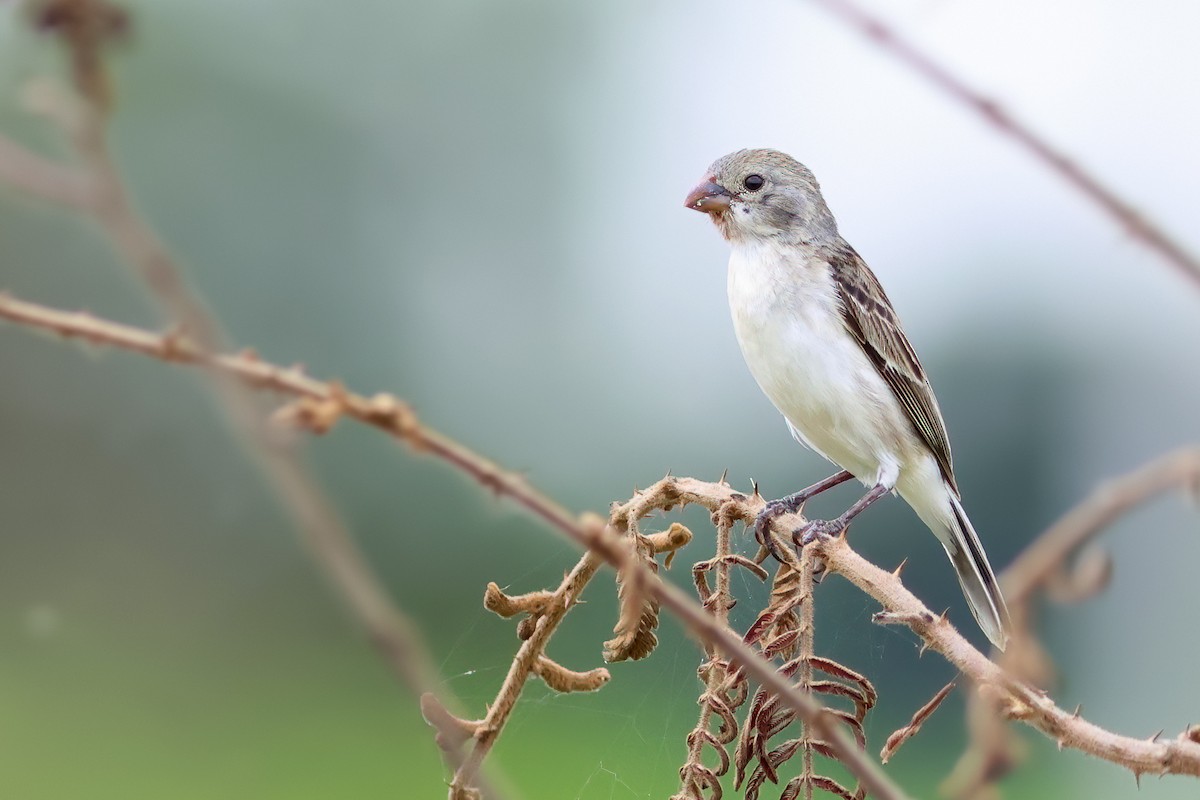 Chestnut-throated Seedeater - ML537765181