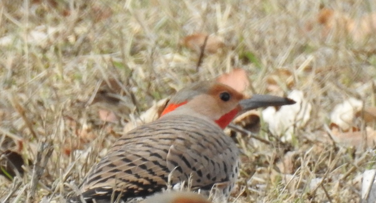 Northern Flicker (Yellow-shafted x Red-shafted) - ML537769911