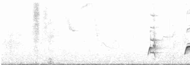 Tororoí sp.(Grallaria sp.) - ML537772331