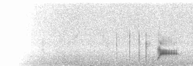  - Andean Duck (ferruginea)